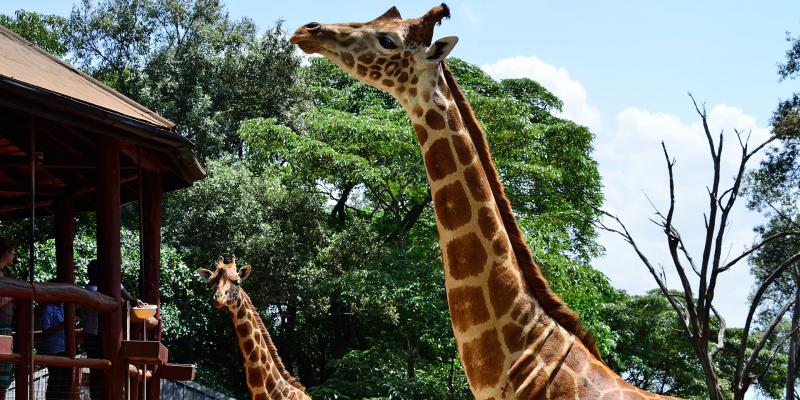12 Days Safari: Nairobi, Ol Pejeta, Masai Mara, Serengeti & Ngorongoro